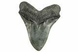 Fossil Megalodon Tooth - South Carolina #254585-2